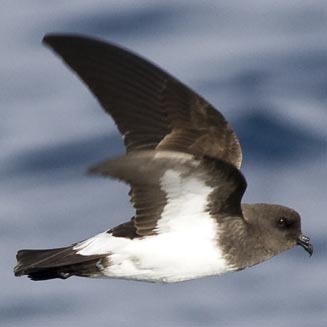 Fregetta grallaria (White-bellied storm-petrel)