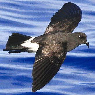 Fregetta grallaria (White-bellied storm-petrel)