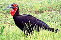 Bucorvus leadbeateri (Southern ground-hornbill)
