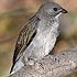 Indicatoridae (honeyguides)