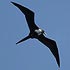 Fregatidae (frigatebirds)