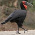 Bucorvus leadbeateri (Southern ground-Hornbill)