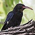 Phoeniculidae (wood-hoopoes)