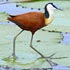 Jacanidae (jacanas)