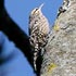 Certhiidae (creepers, wrens)