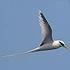 Phaethontidae (tropicbirds)