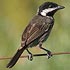 Paridae (tits, penduline-tits)