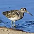 Rostratula benghalensis (Greater painted-snipe, Painted snipe) 