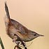 Sylviidae (warblers, apalises, crombecs, eremomelas) 
