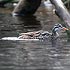 Podica senegalensis (African finfoot) 
