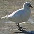 Chionis albus (Greater sheathbill, Snowy sheathbill) 