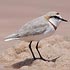 Charadriidae (plovers, lapwings)