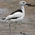 Dromas ardeola (Crab plover) 