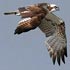 Pandion haliaetus (Osprey) 