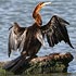 Anhingidae (darters)