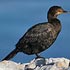 Phalacrocoracidae (cormorants)