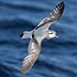 Procellariidae (petrels, shearwaters)