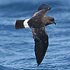 Hydrobatidae (storm-petrels)