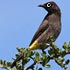 Pycnonotidae (bulbuls)
