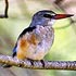 Dacelonidae (dacelonid kingfishers)