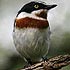 Malaconotidae (bush-shrikes, puffbacks, boubous, tchagras, helmet shrikes, batises and wattle-eyes)