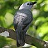 Campephagidae (cuckooshrikes)