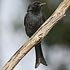 Dicruridae (drongos)