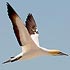 Sulidae (gannets and boobies)