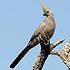 Musophagidae (lourie / tauraco family)