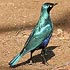 Sturnidae (starlings, mynas and oxpeckers)