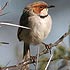 Cisticolidae (African warblers)