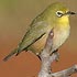 Zosteropidae (white-eyes)
