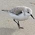 Scolopacidae (turnstones, sandpipers, stints, snipe and curlews)