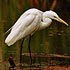 Ardeidae (herons, egrets and bitterns)
