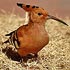 Upupa africana (African hoopoe) 