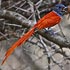 Monarchidae (crested-flycatchers, paradise-flycatchers)
