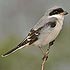 Laniidae (shrikes)