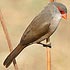 Estrildidae (twinspots, firefinches, waxbills and mannikins)