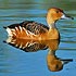 Dendrocygnidae (whistling ducks)