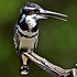 Cerylidae (cerylid kingfishers)