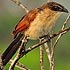 Centropodidae (coucals)