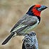 Lybiidae (African barbets and tinkerbirds)