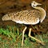 Otididae (bustards and korhaans)