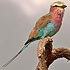 Coraciidae (rollers)
