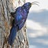 Rhinopomastus cyanomelas (Common scimitarbill, Scimitar-billed wood-hoopoe) 
