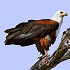 Accipitridae (vultures, kites, hawks, eagles, buzzards and harriers)