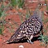 Pteroclidae (sandgrouse)
