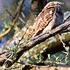 Caprimulgidae (nightjars)