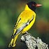 Oriolidae (orioles)