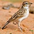 Alaudidae (larks) 
